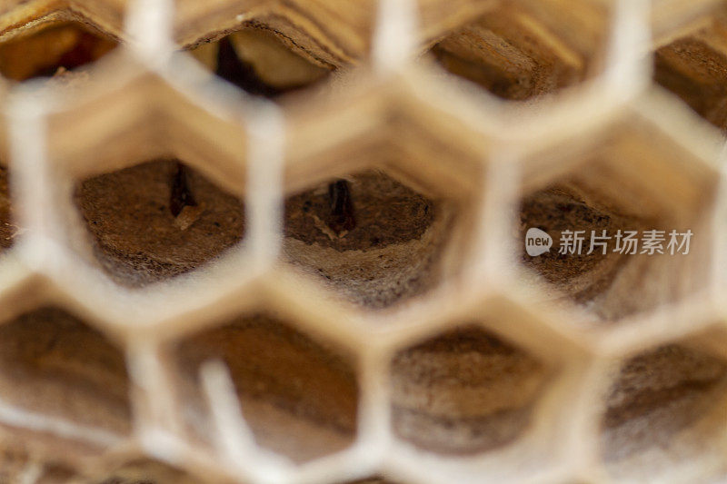 黄蜂和大黄蜂的蜂巢