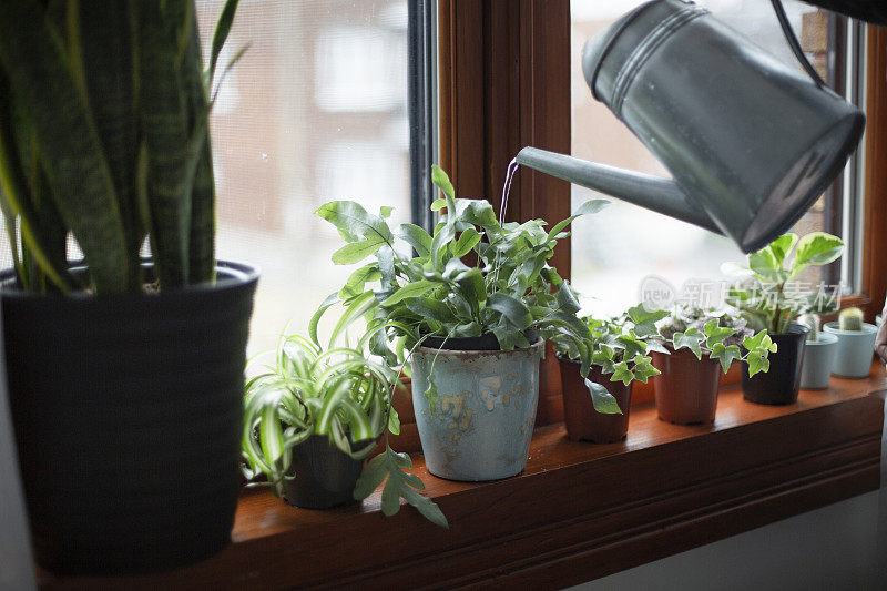 室内植物浇水