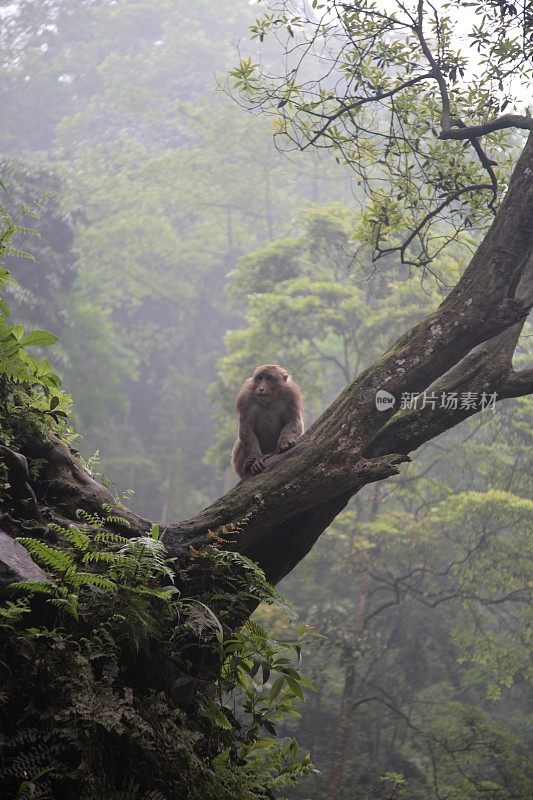 中国四川峨眉山生态猴区的一只野生猴子。