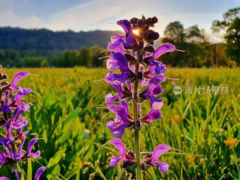 草甸圣人（萨尔维亚普拉滕西斯）