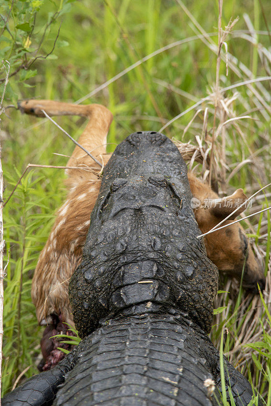 短吻鳄的后视图与死小鹿在它的嘴