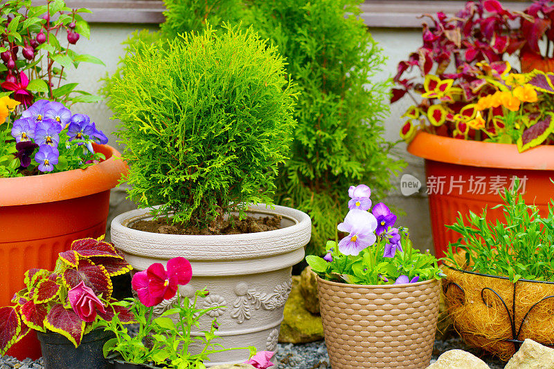 美丽的开花植物和花在花盆户外