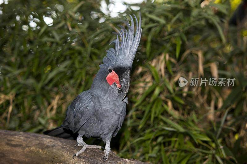 棕榈凤头鹦鹉，长鼻鹰，成体，冠状突起