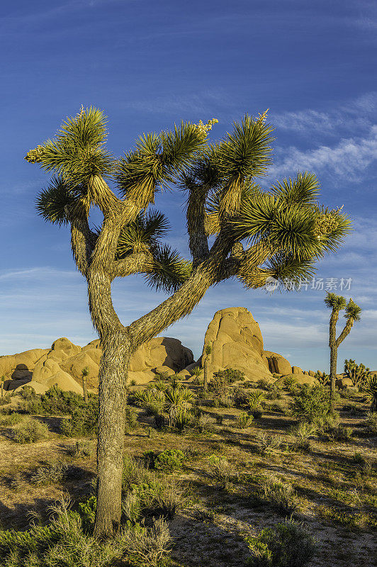 约书亚树，短叶丝兰，约书亚树国家公园，加利福尼亚州，莫哈韦沙漠。Asparagaceae。