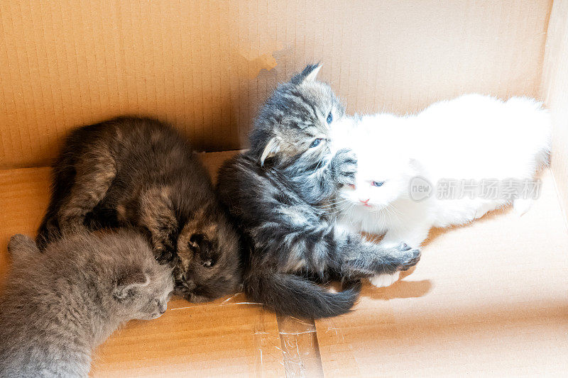 4只新生栗鼠猫和苏格兰折叠猫