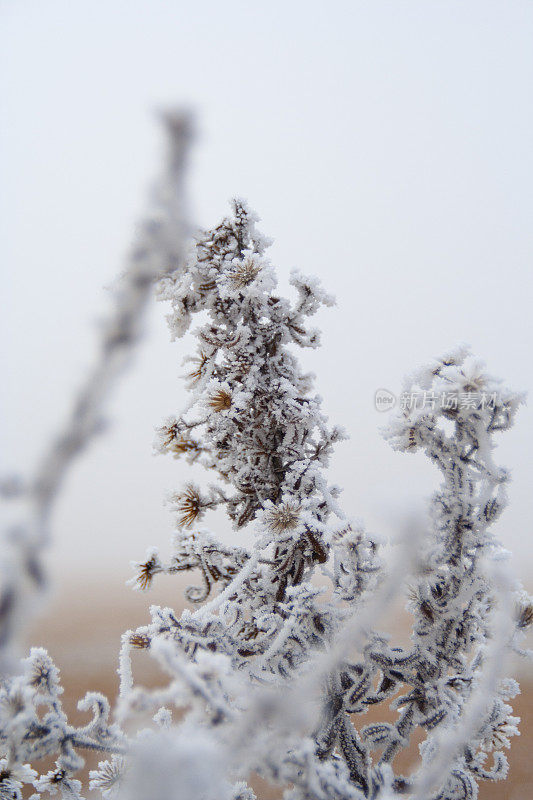 冬天来了，植物结冰了
