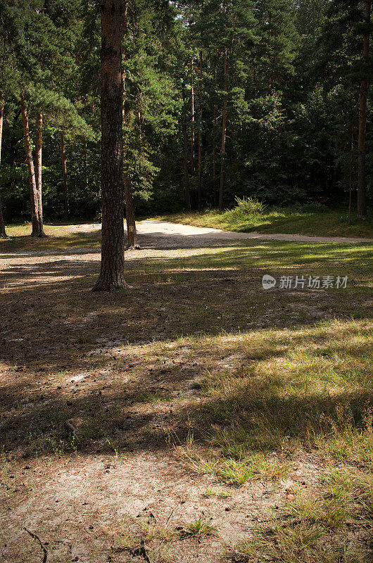 阳光松林背景