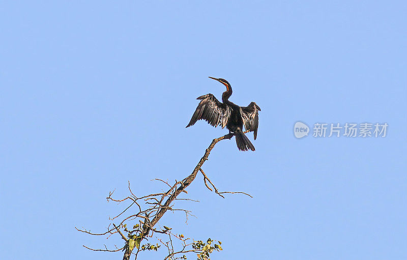 非洲飞镖