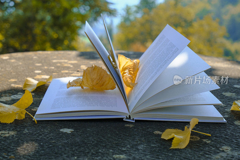打开书的特写与秋天黄叶的石头背景横跨秋天的景观。教育、讲故事、阅读、文学观念。本空间