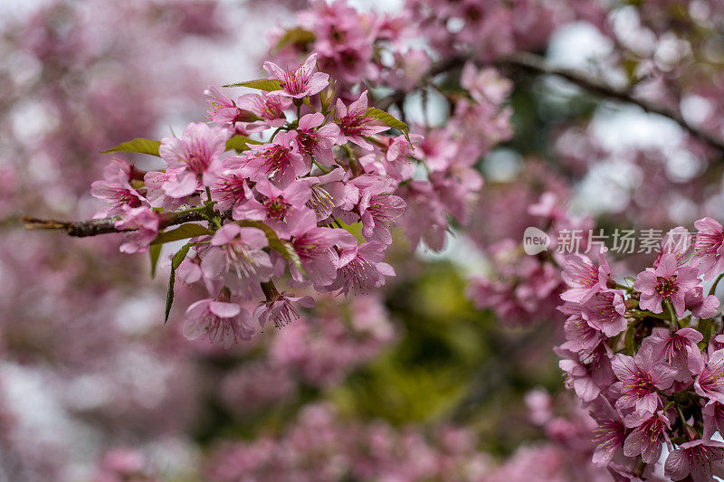 泰国北部的白色粉色野生樱花