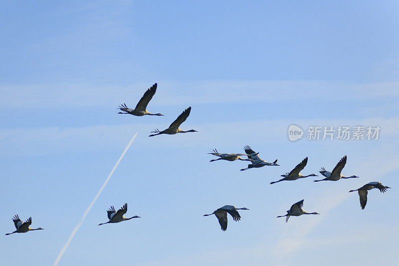 在秋季迁徙期间，鹤类在半空中飞行