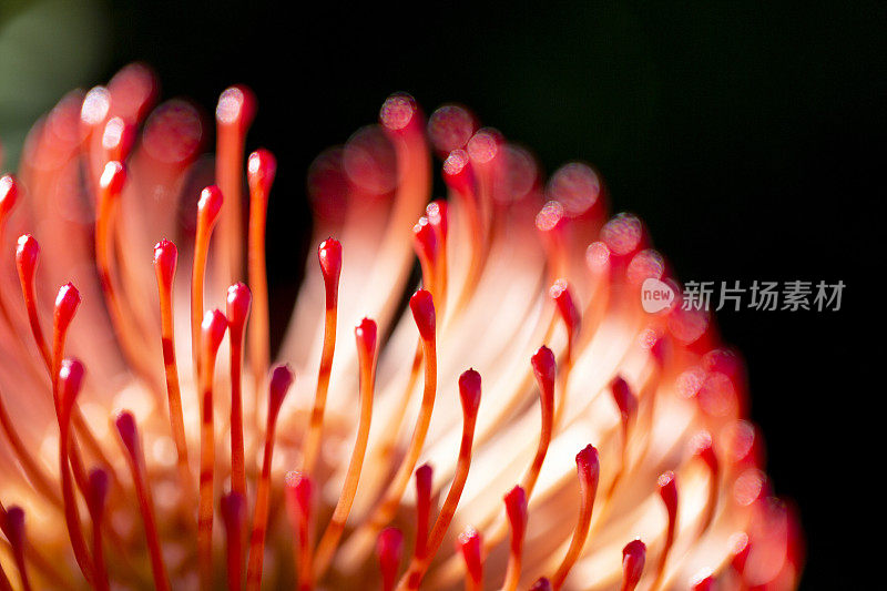 橙色针垫花，微距摄影，美丽的自然背景与复制空间