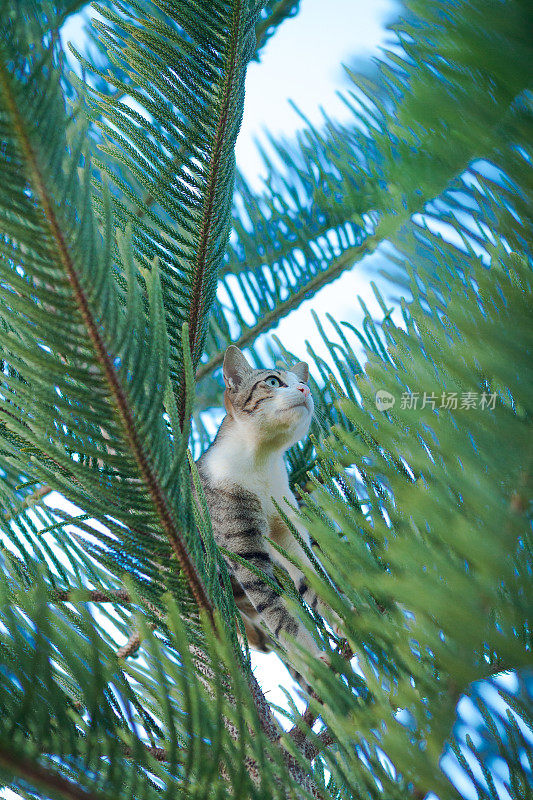 猫在考埃爬树