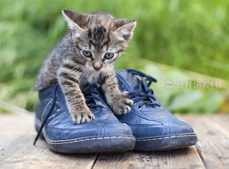 小猫穿着烟熏色和蓝眼睛的鞋子，在大自然的背景上衬托着夏日的绿色