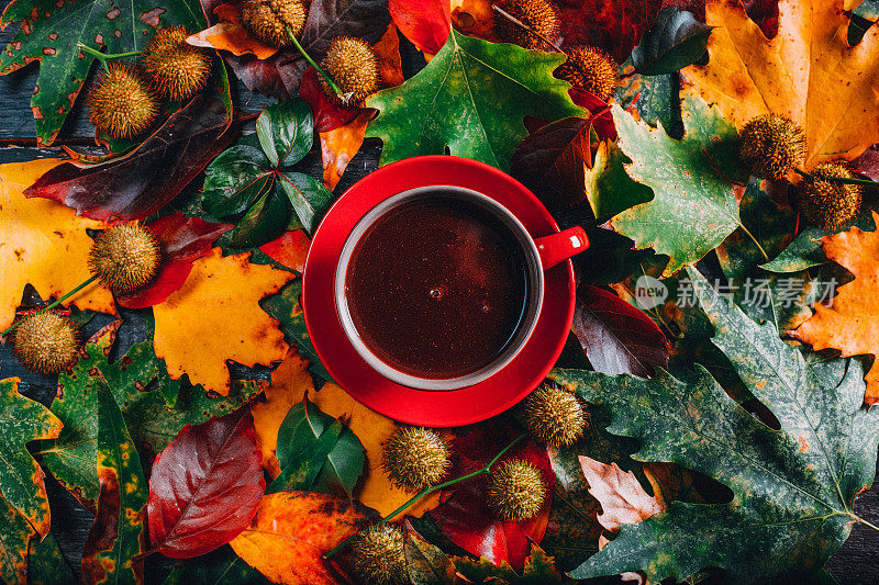 秋叶顶视图咖啡