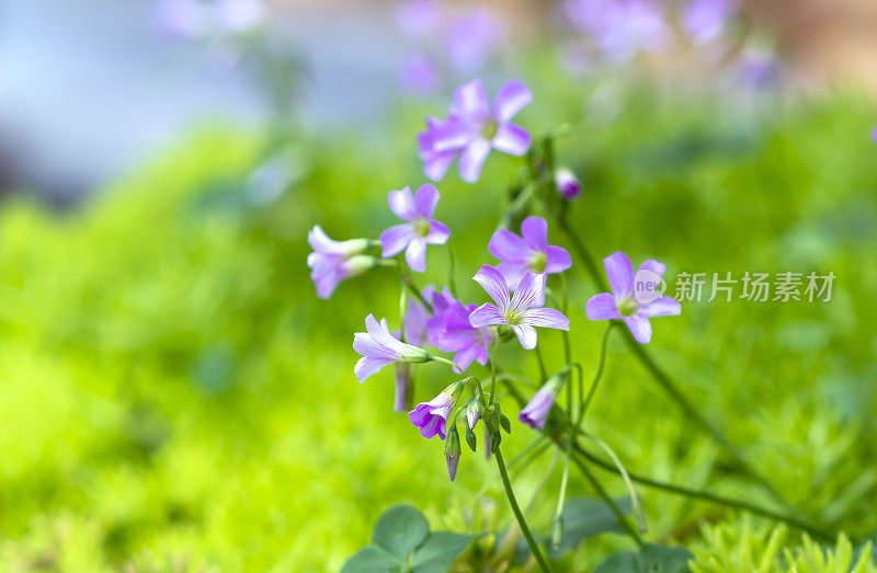 野生天竺葵开紫色的小花瓣