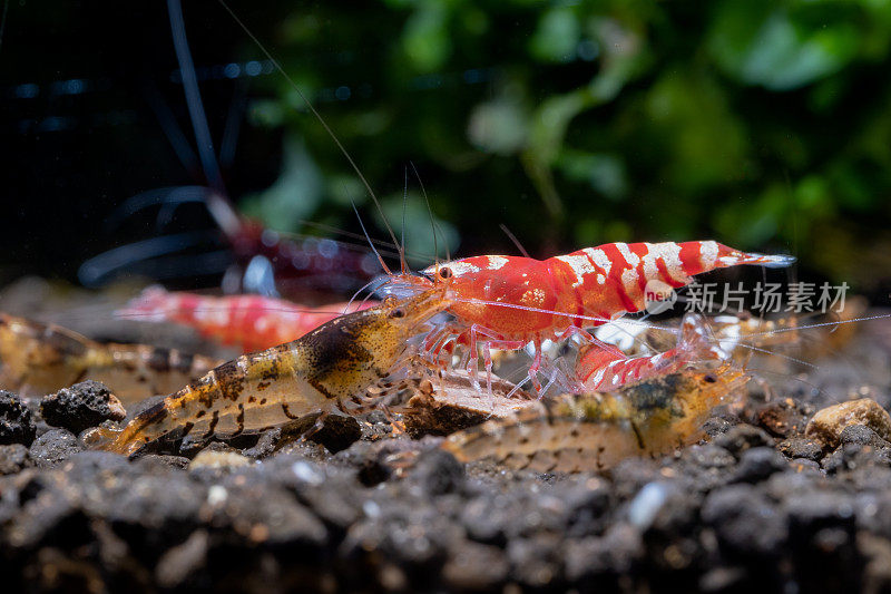 不同的虎小虾在淡水缸里争食