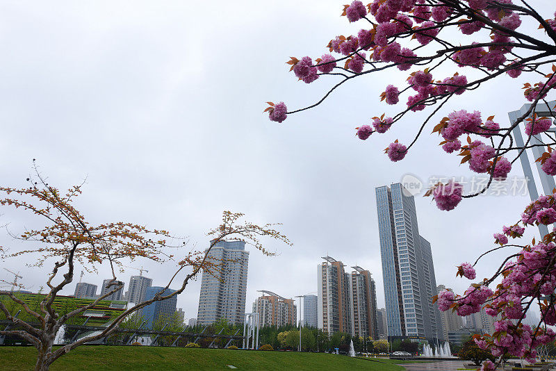 中国山东省日照市，花儿在春雨中绽放