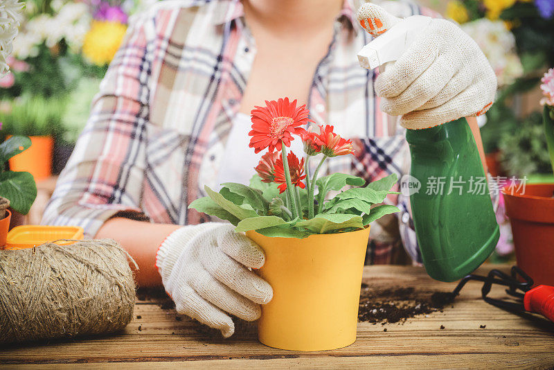 女人的手在盆栽一些植物