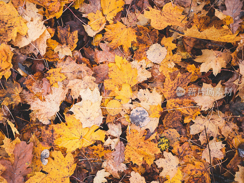 一堆充满生机的秋叶背景