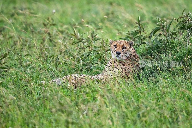 马赛马拉野生动物保护区绿色平原上的猎豹