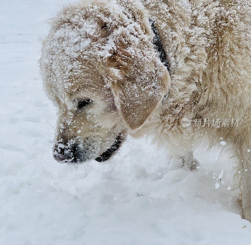 雪中的金毛寻回犬