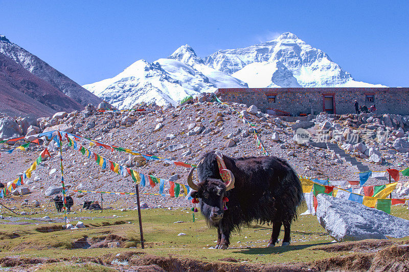 西藏珠穆朗玛峰上的牦牛