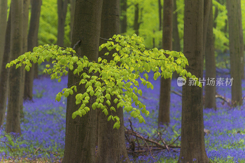 春天的森林景观，风信子花生长在山毛榉树的森林地面