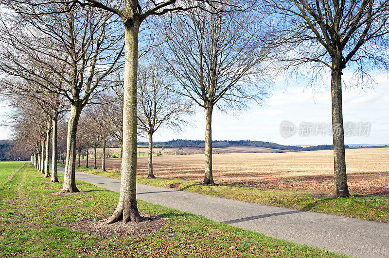克里切尔山毛榉林荫大道。英国多塞特郡温伯恩市威斯尚顿附近的克里切尔庄园，一条公共小径。