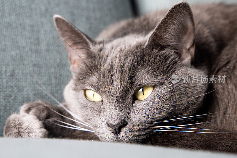 懒惰的俄罗斯蓝猫躺在沙发上休息。