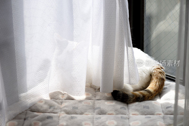 小猫咪在挂着花边窗帘的窗台上休息