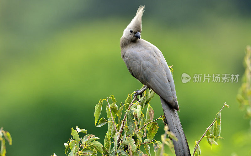 灰色go-away-bird