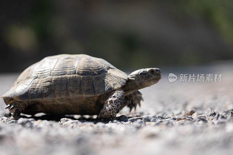 一只乌龟在柏油路上行走