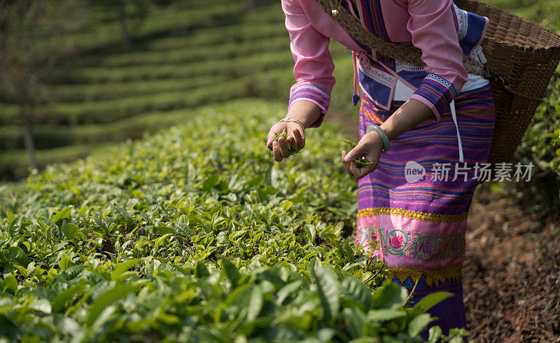 日出时分，一名年轻女子正在种植园采摘茶叶