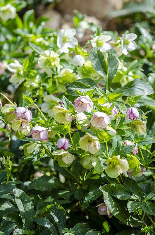 Hellebore四旬期玫瑰:早春花和盛开