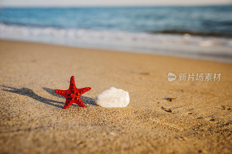 海滩上的海星和小岩石