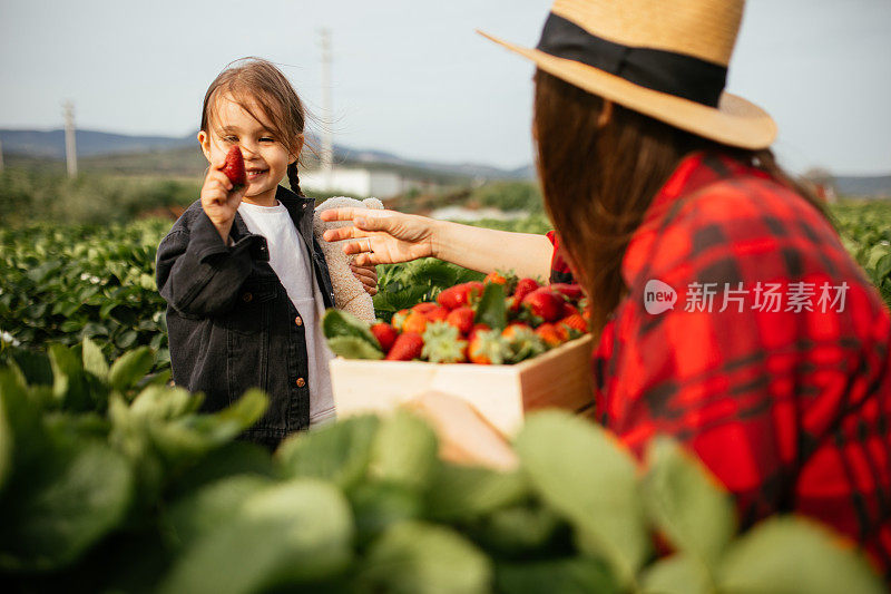 妈妈和女儿在草莓地里玩得很开心