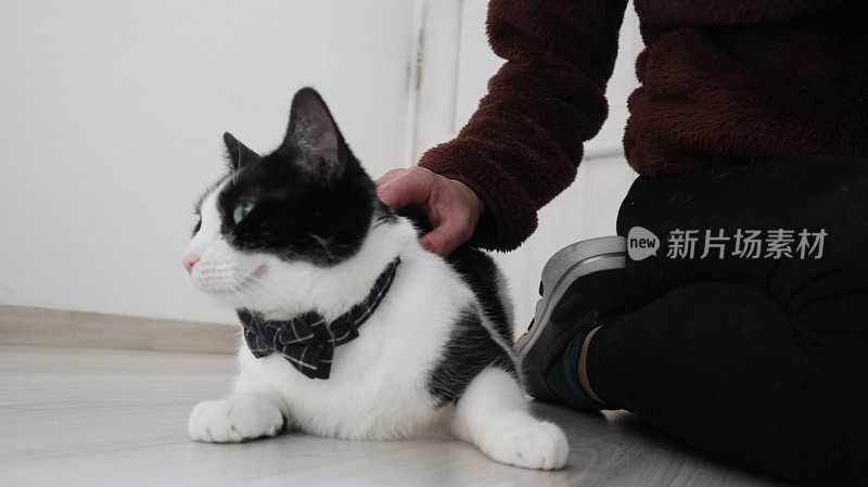 可爱的黑白相间的猫放松在客厅和一个女人