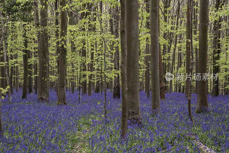 在宁静的早晨，美丽的春天的光在英国乡村的风信子森林