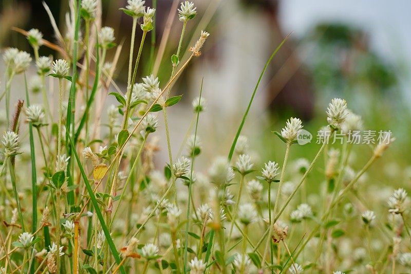 夏日草地上白色的花朵和模糊的图案