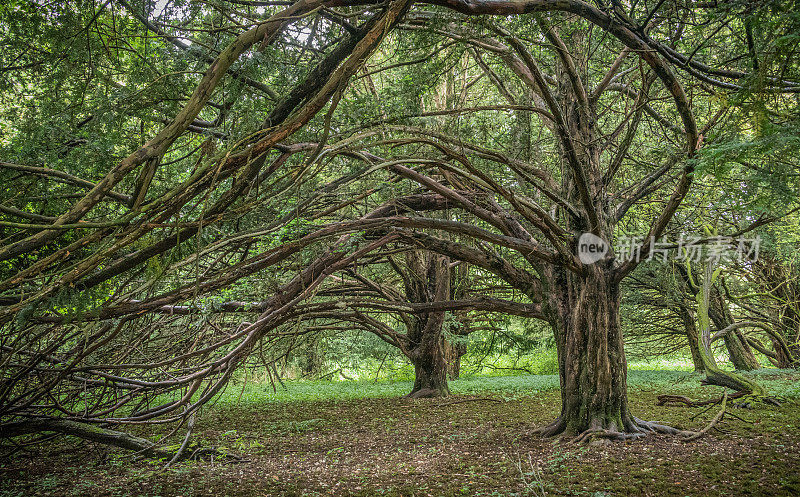古紫杉树，英国新森林