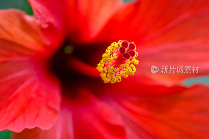 芙蓉中国玫瑰(rosa-sinensis)花头特写