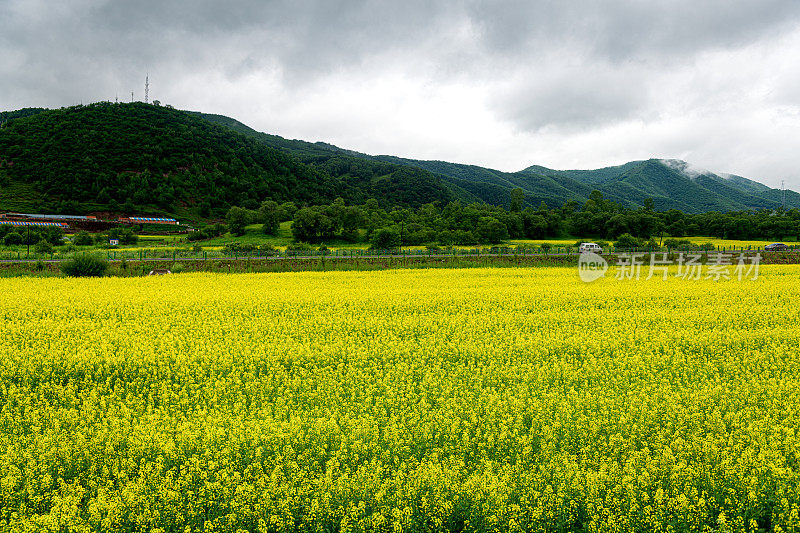 油菜田与丘陵为背景