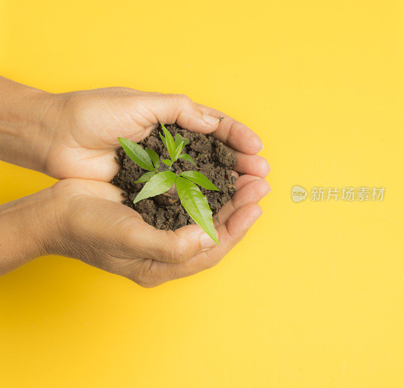 在植树节的女人的手与植物的黄色背景