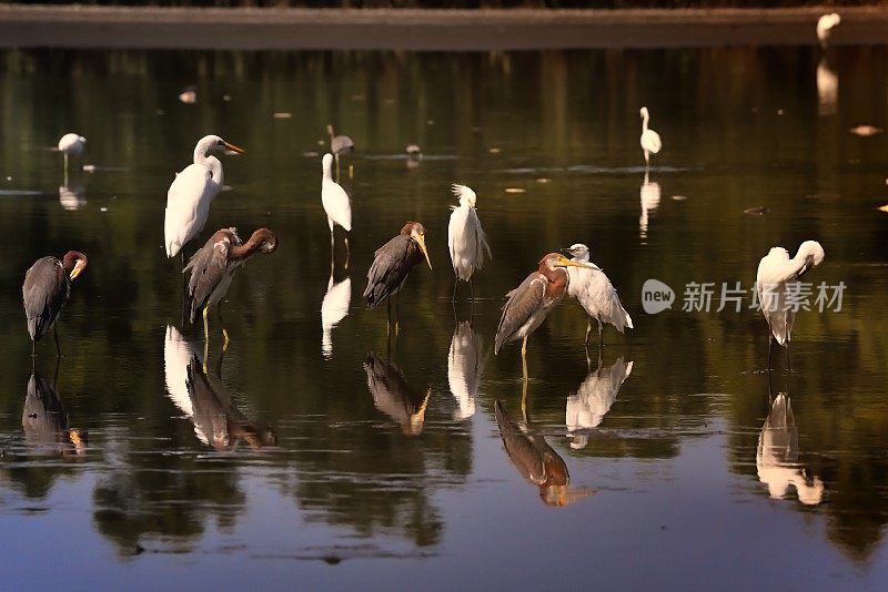 白鹭和苍鹭的倒影