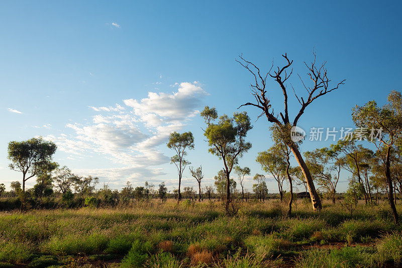 澳大利亚内陆的桉树