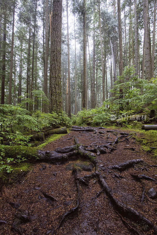 罗利湖省级公园，米申斯，BC，加拿大