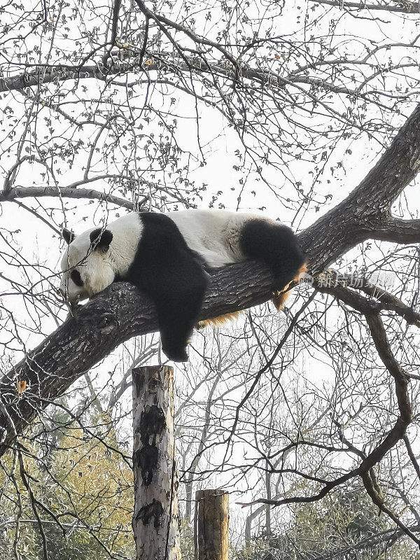 树上的熊猫