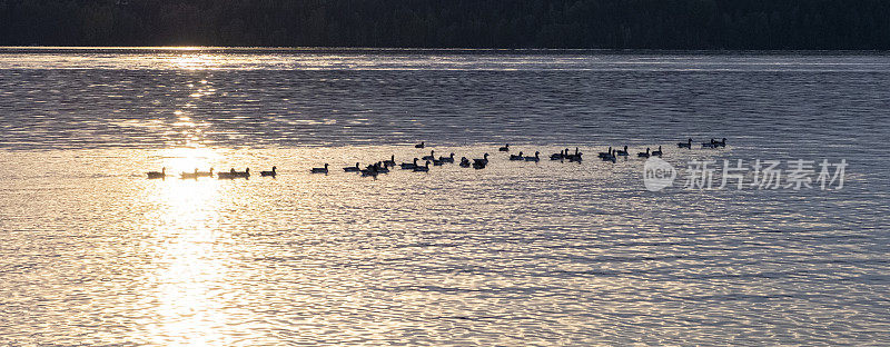 大雁在湖里游泳。夕阳和耀眼的阳光映在水面上。