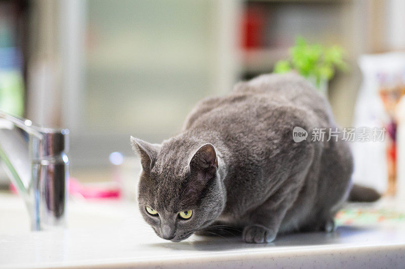 漂亮的灰色短毛猫在家室内